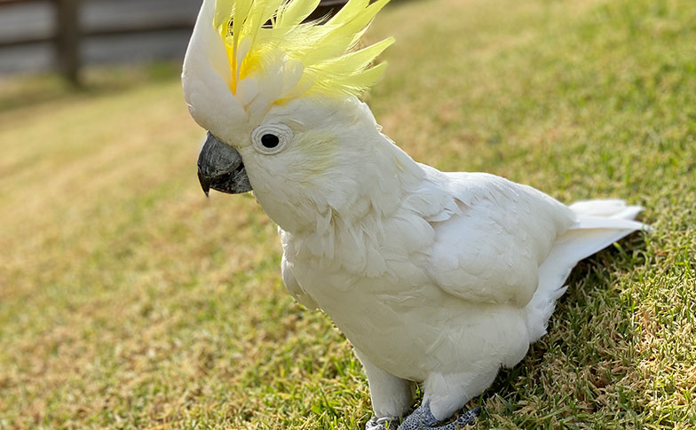 Cockatoo Captain takes a tour of Auckland Zoo!