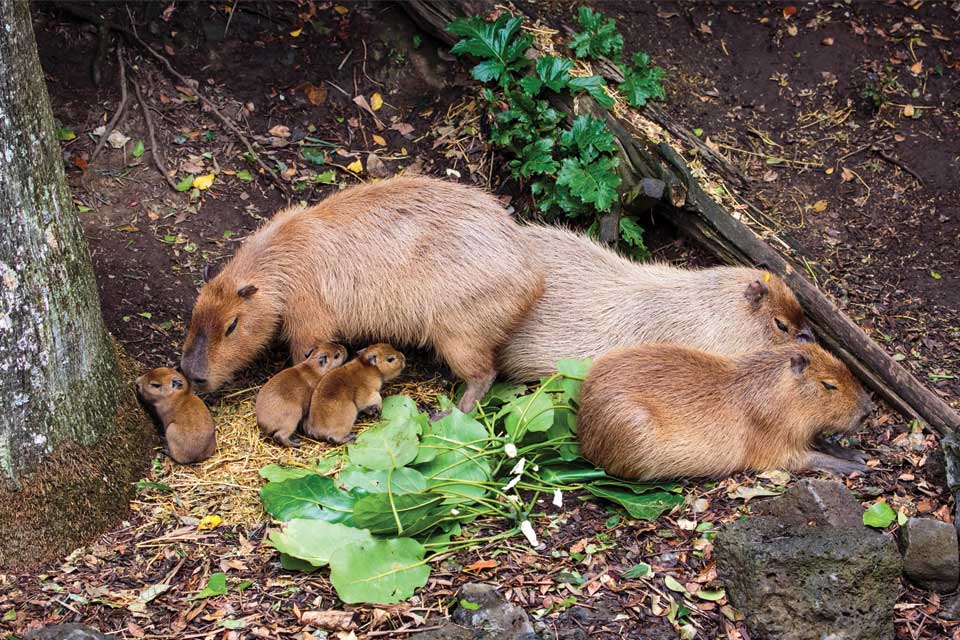 Capybara Rosita gives birth to three gorgeous pups