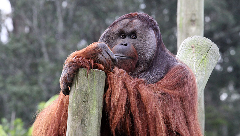 Episode Three: Orangutans on the move to Orana Park