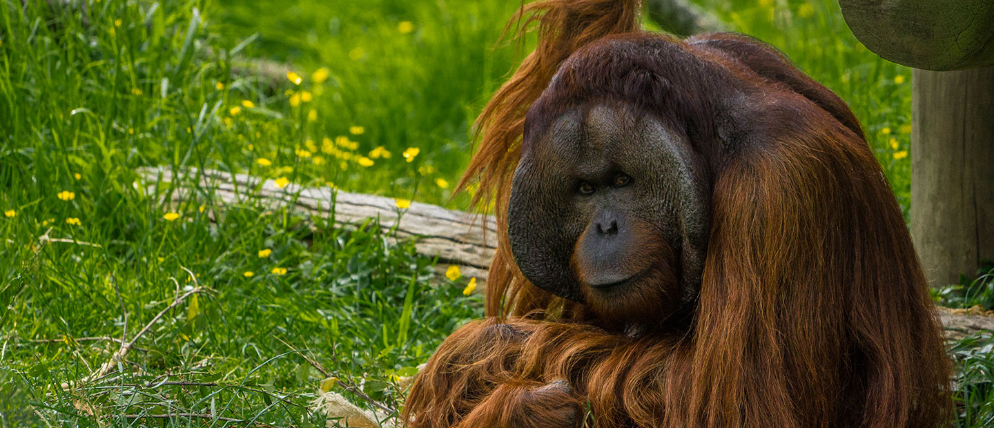 Our orangutans about to fly south