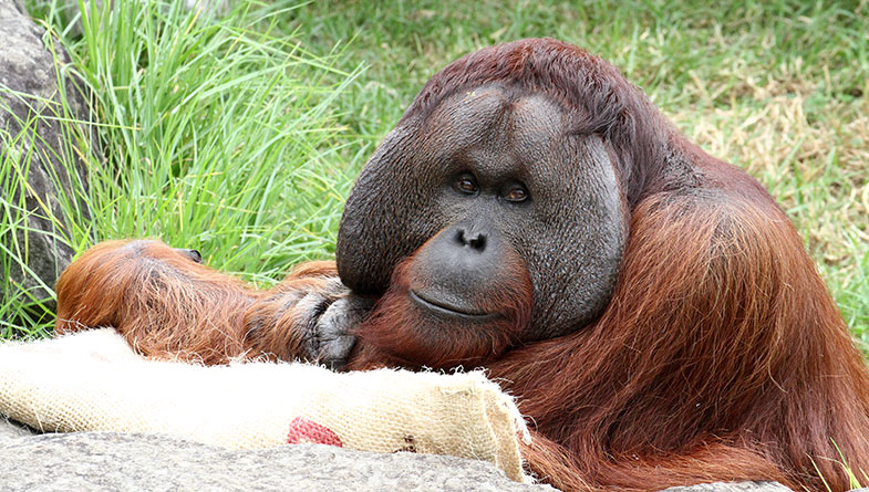 Holiday travel plans back on for our orangutans!
