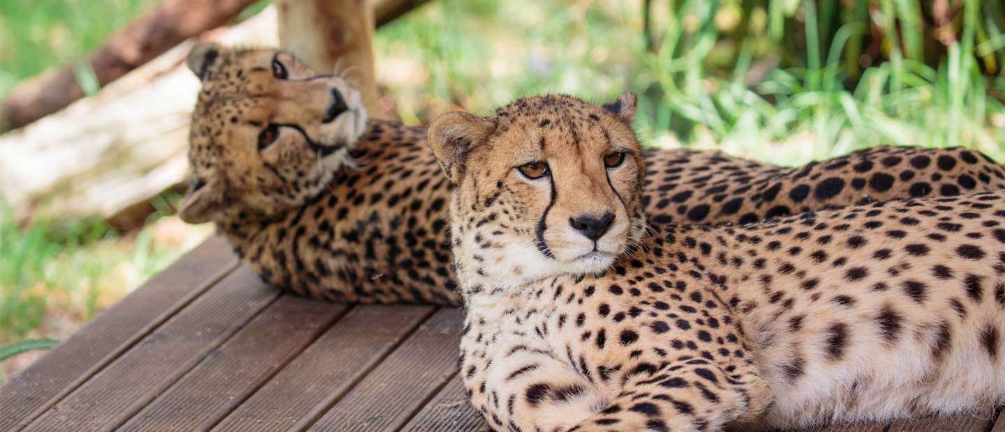 Cheetah Girls on the Move