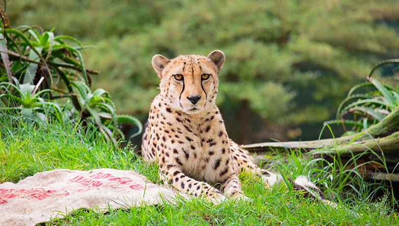 Vets and keepers make kindest call for elderly twin cheetah Osiris