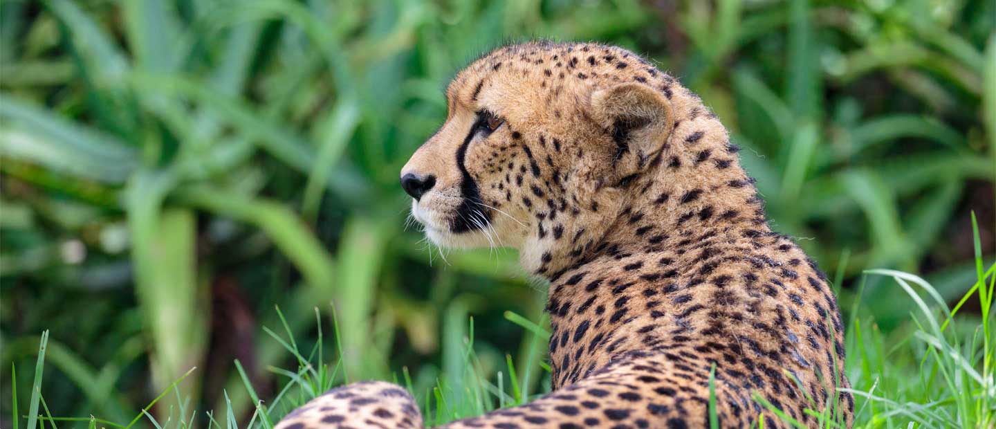 The Plight of the Cheetah
