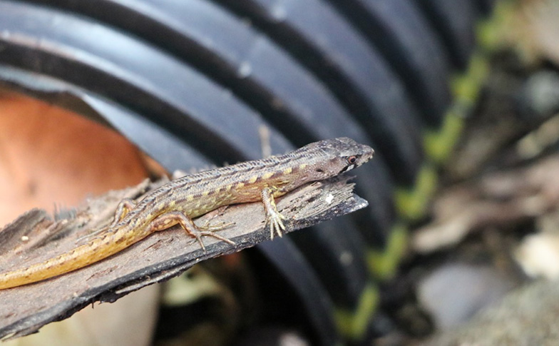 We welcome six extremely rare skinks to the Auckland Zoo whānau!
