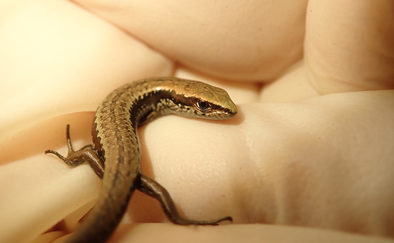 Helping to bring the cobble skink back from the brink