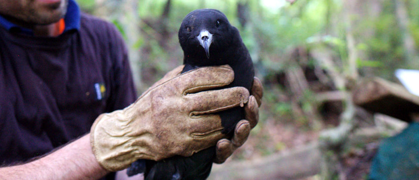 Conserving Native Seabirds