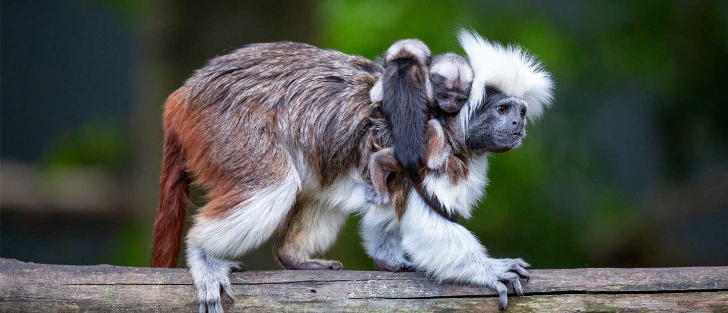 Auckland Zoo welcomes cotton-top babies