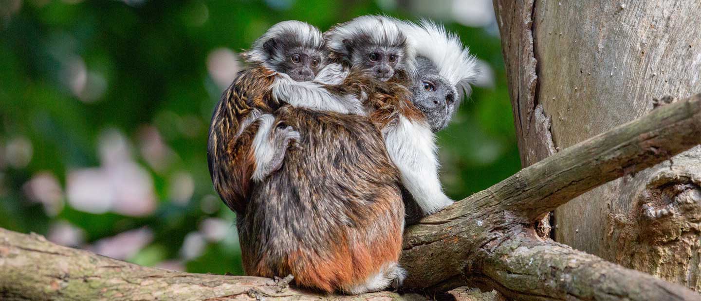 Meet Monito and Tito!