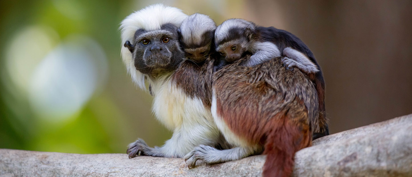 Auckland Zoo is cotton-top #twinning!
