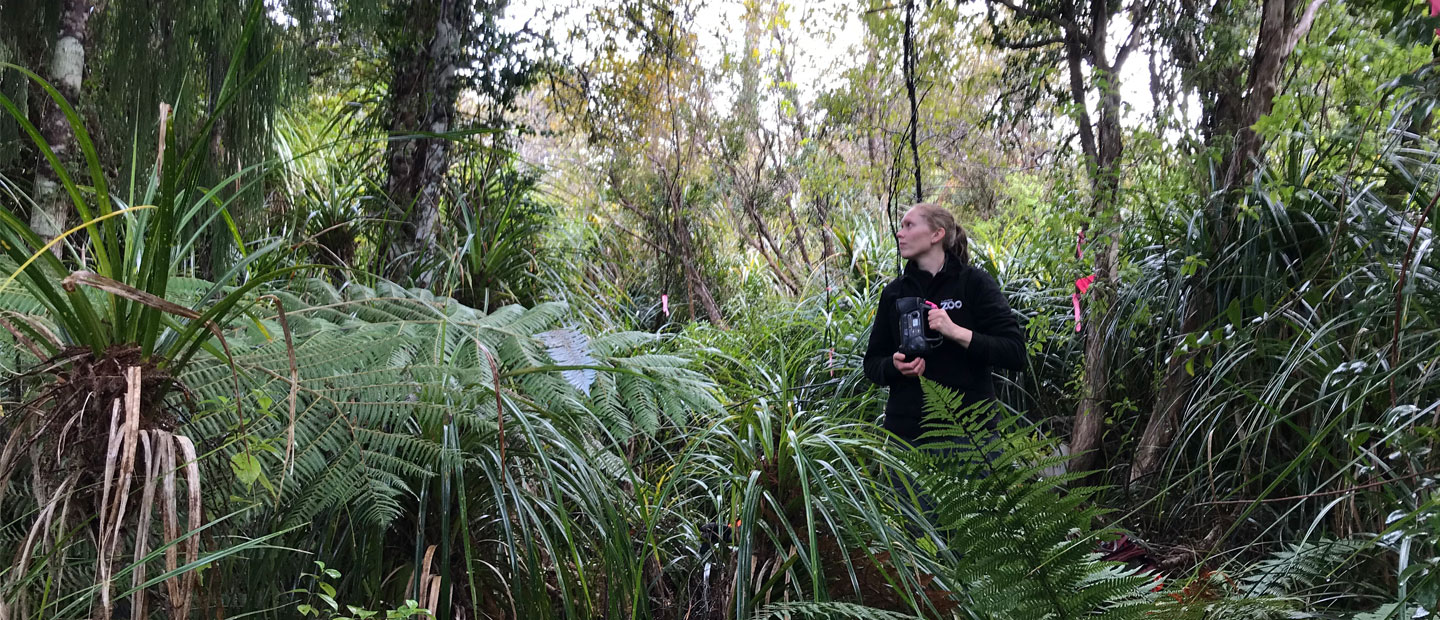 Counting Kōkako