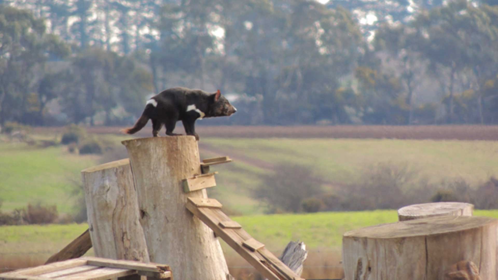 Saving a Species, one Devil at a Time