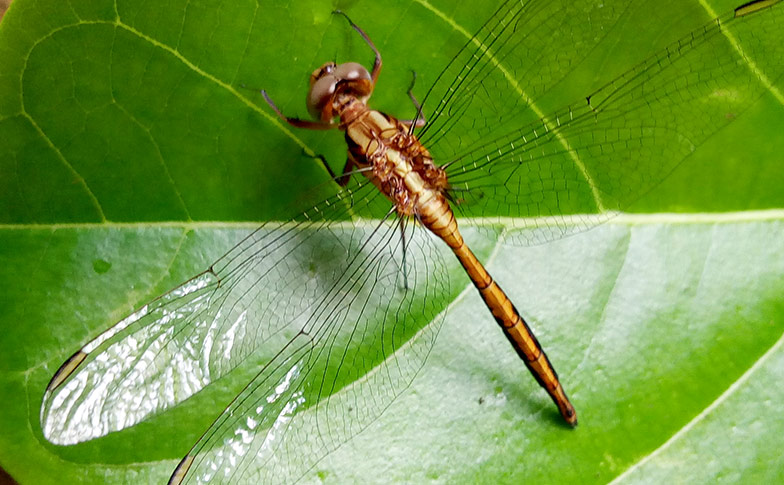 The birds, the bees and the damselfly