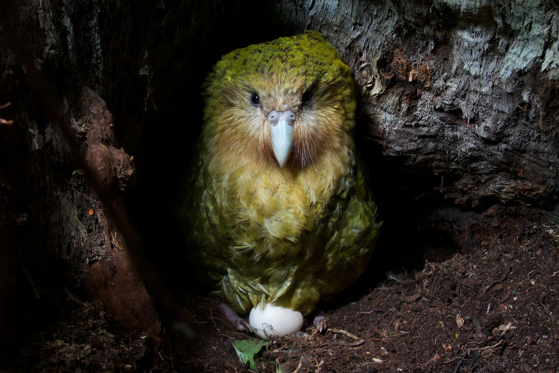 Hand-rearing a just-hatched kākāpō chick