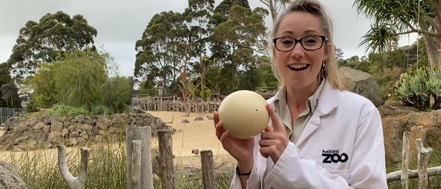 Dr Ester Bunny has a zoo-themed Easter egg hunt for you!