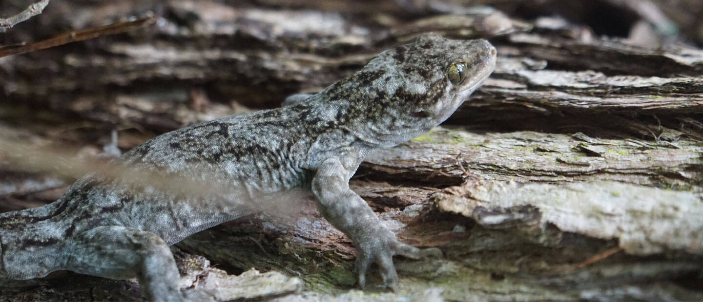 Conservation monitoring for Duvaucel's geckos