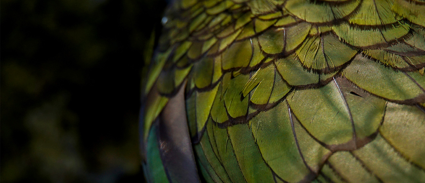 Auckland Zoo COVID-19 statement