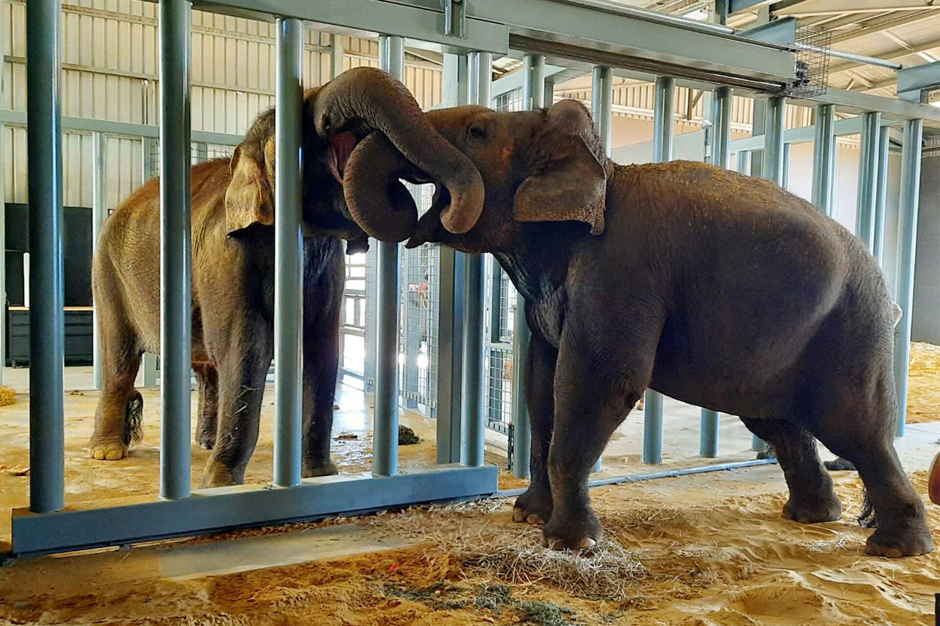 A precious first trunk-to-trunk connection