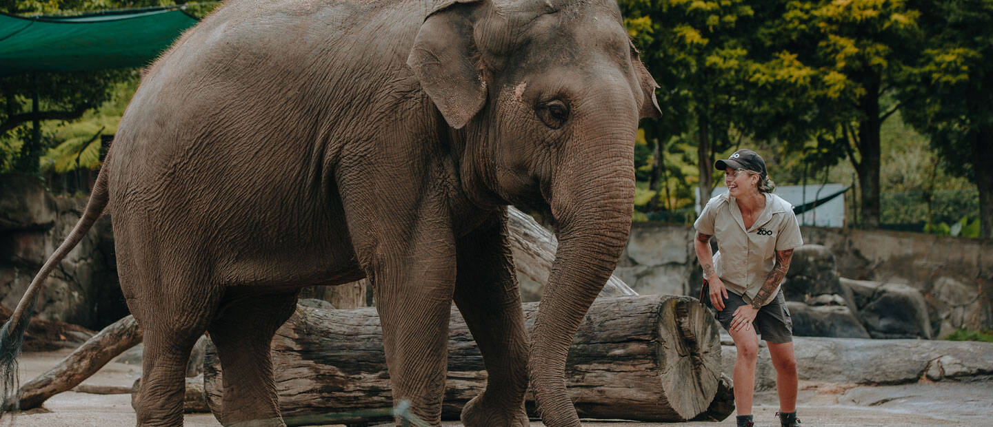 Elephant Burma’s new home a step closer to reality