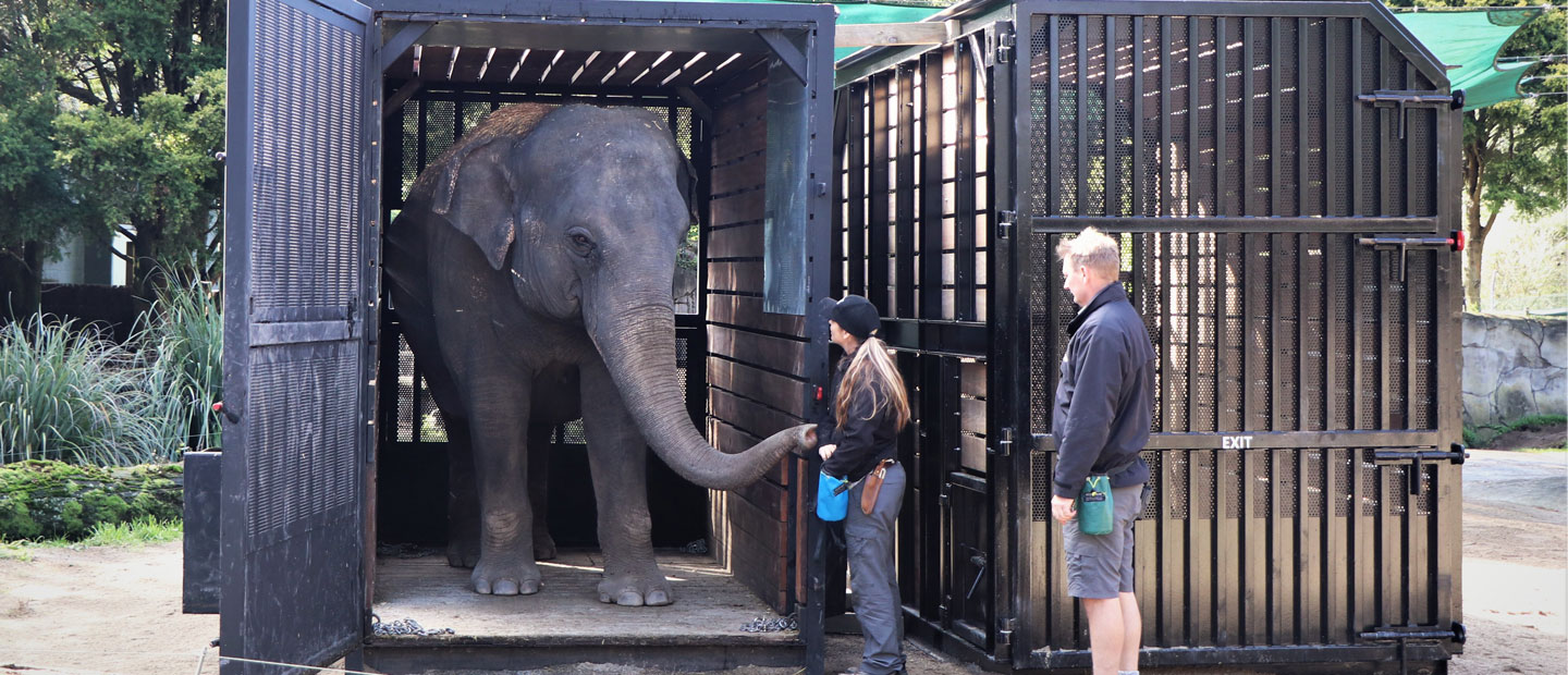 Move preparations enriching for inquisitive elephants