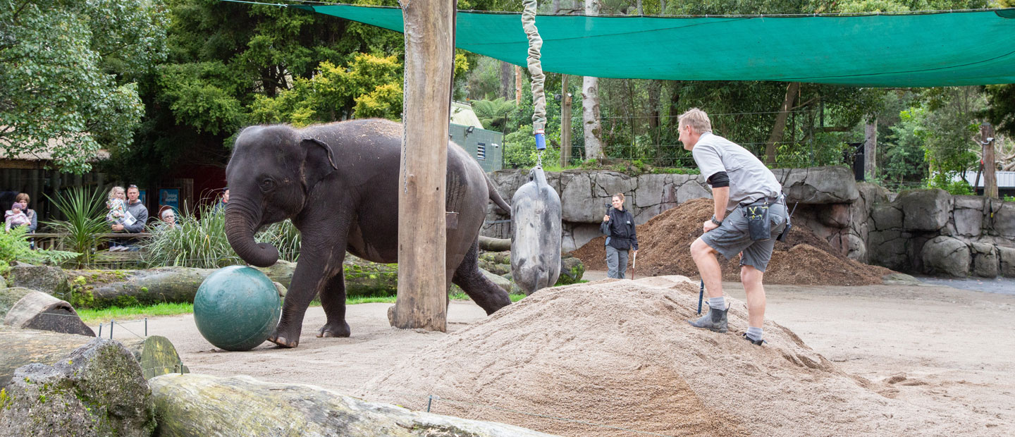 Andrew engages our Asian elephant girls with play!