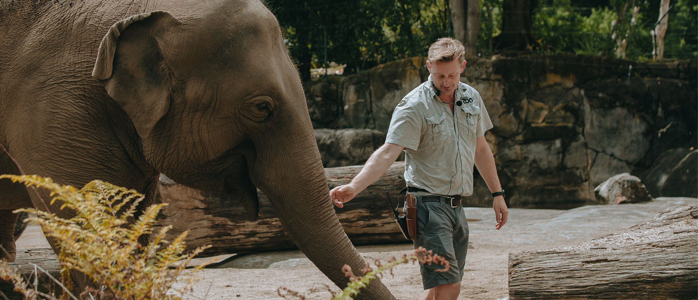 Auckland Zoo confirms new homes for elephants in leading Australian zoos