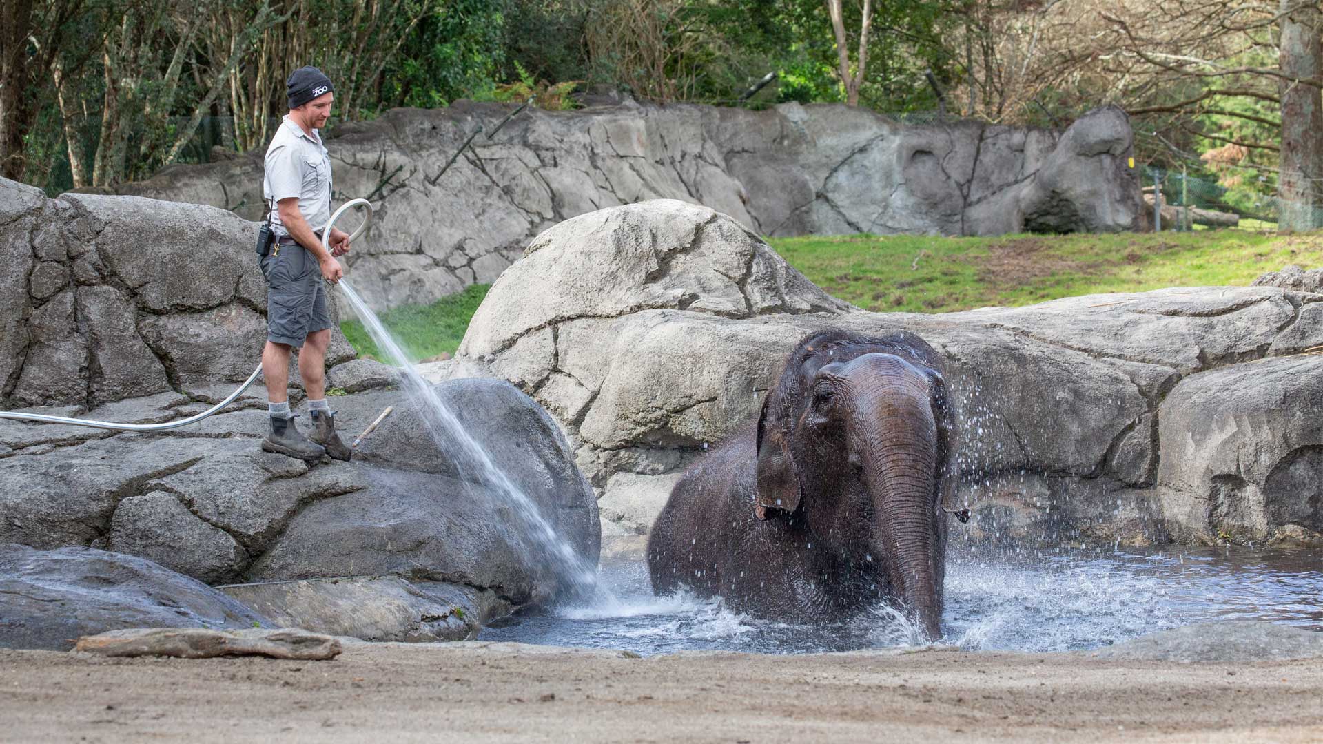 Asian elephant Burma enjoys a pool-side scrub!