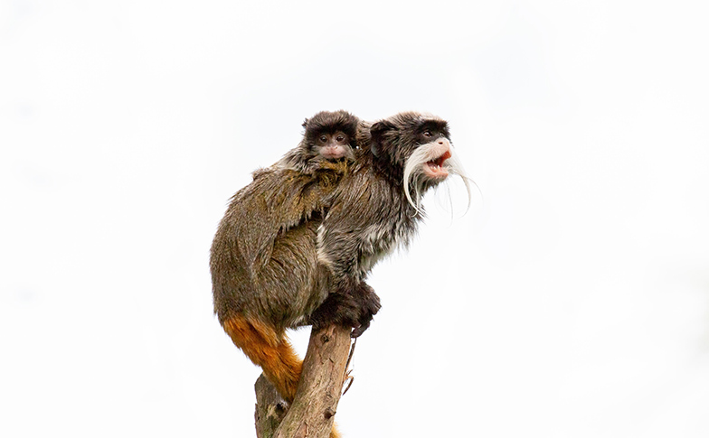 An exciting emperor tamarin update!