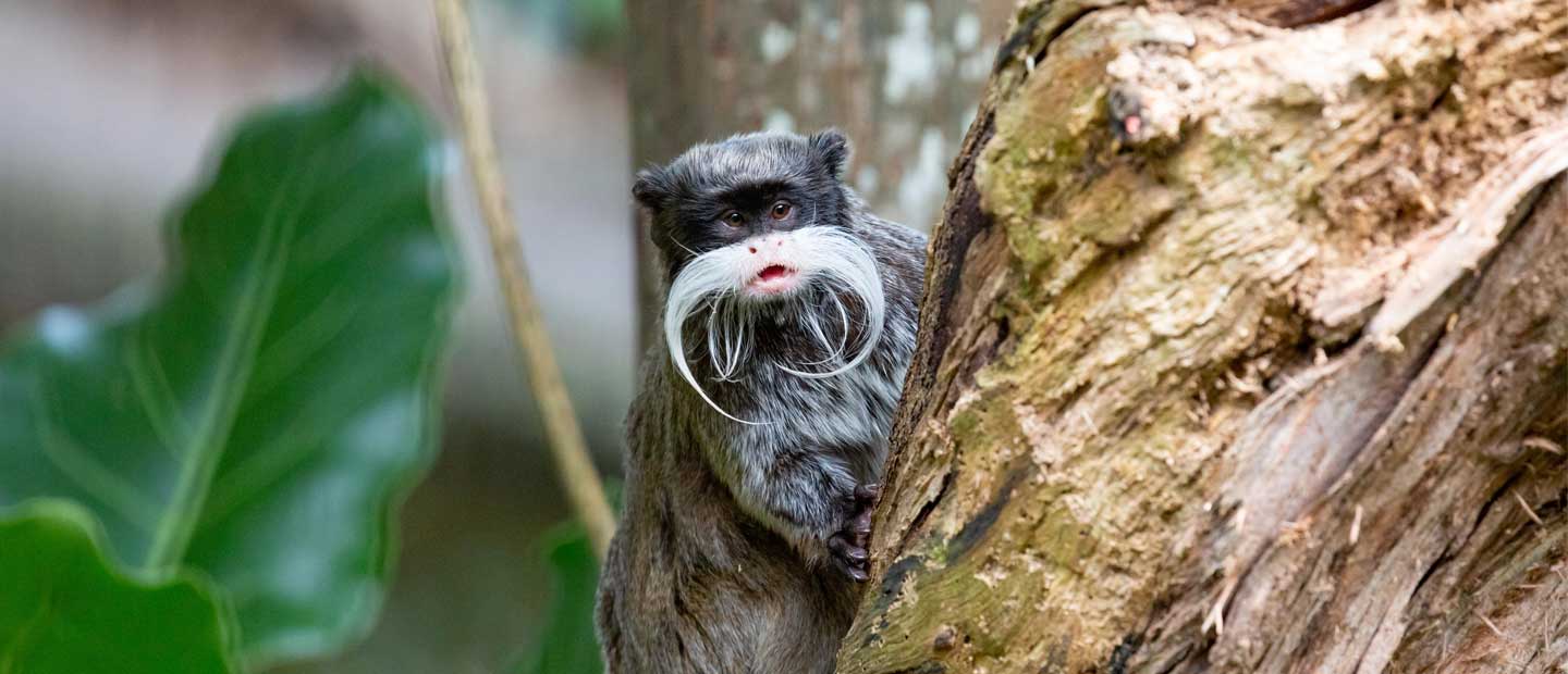 Meet our new emperor tamarins!