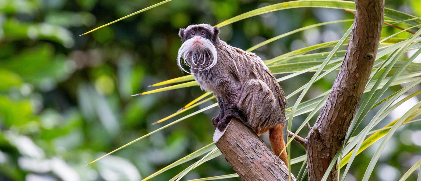 Come and meet our moustachioed monkeys!