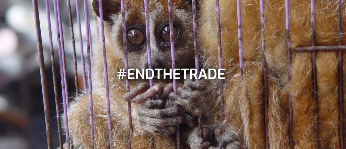 Auckland Zoo urges Kiwis to support efforts to end trade in wildlife