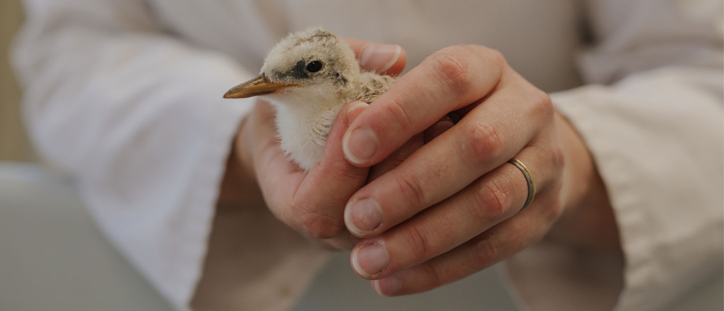 Exciting news for tara iti - one of New Zealand's rarest birds
