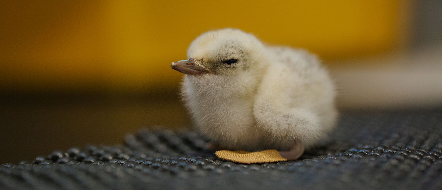 Working together to conserve New Zealand's fairy tern