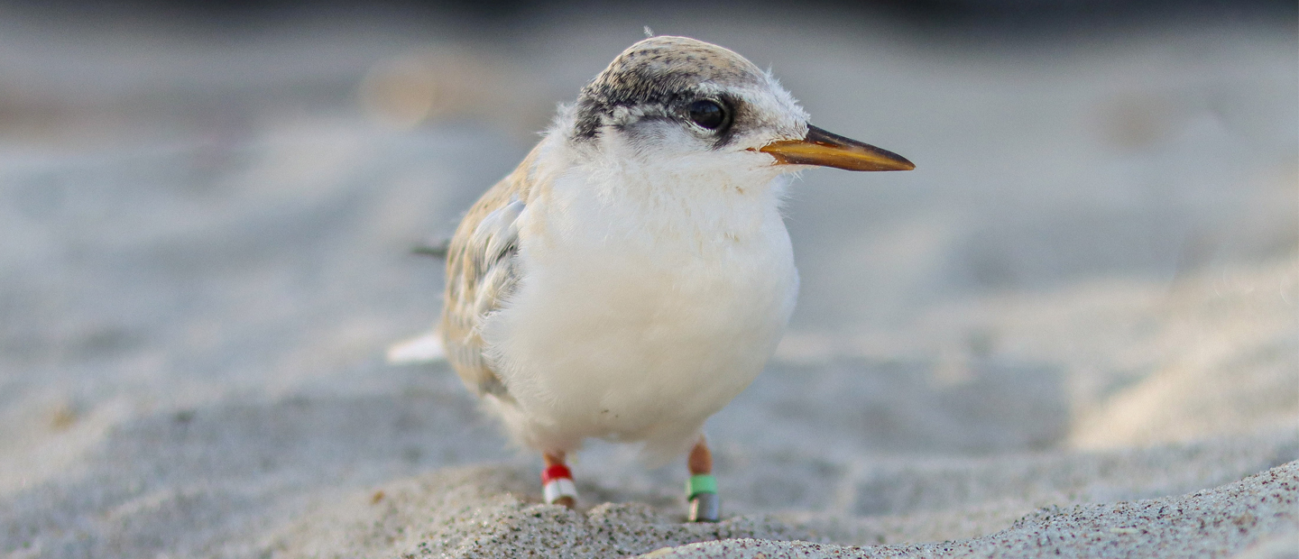 Joining forces to boost numbers of a rare New Zealand bird