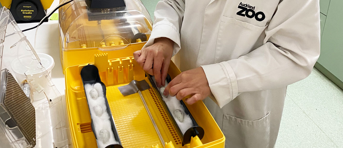 We’re caring for nine fairy tern eggs at Auckland Zoo!