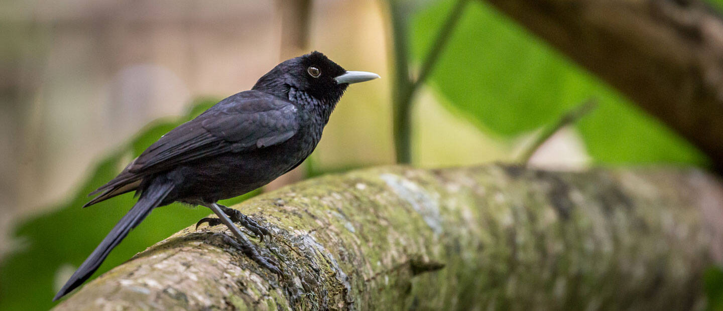 Auckland Zoo and The Polynesian Ornithological Society team up to save rare bird from extinction