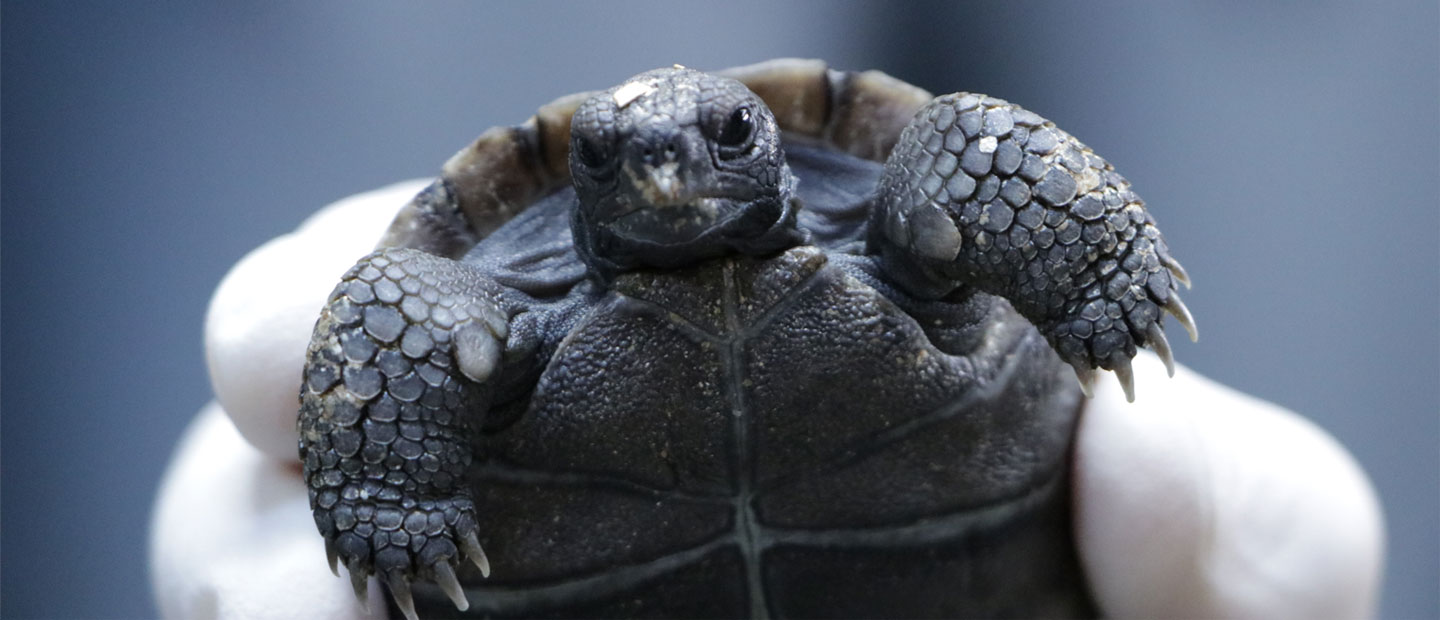 High five for Galápagos tortoise hatchlings!