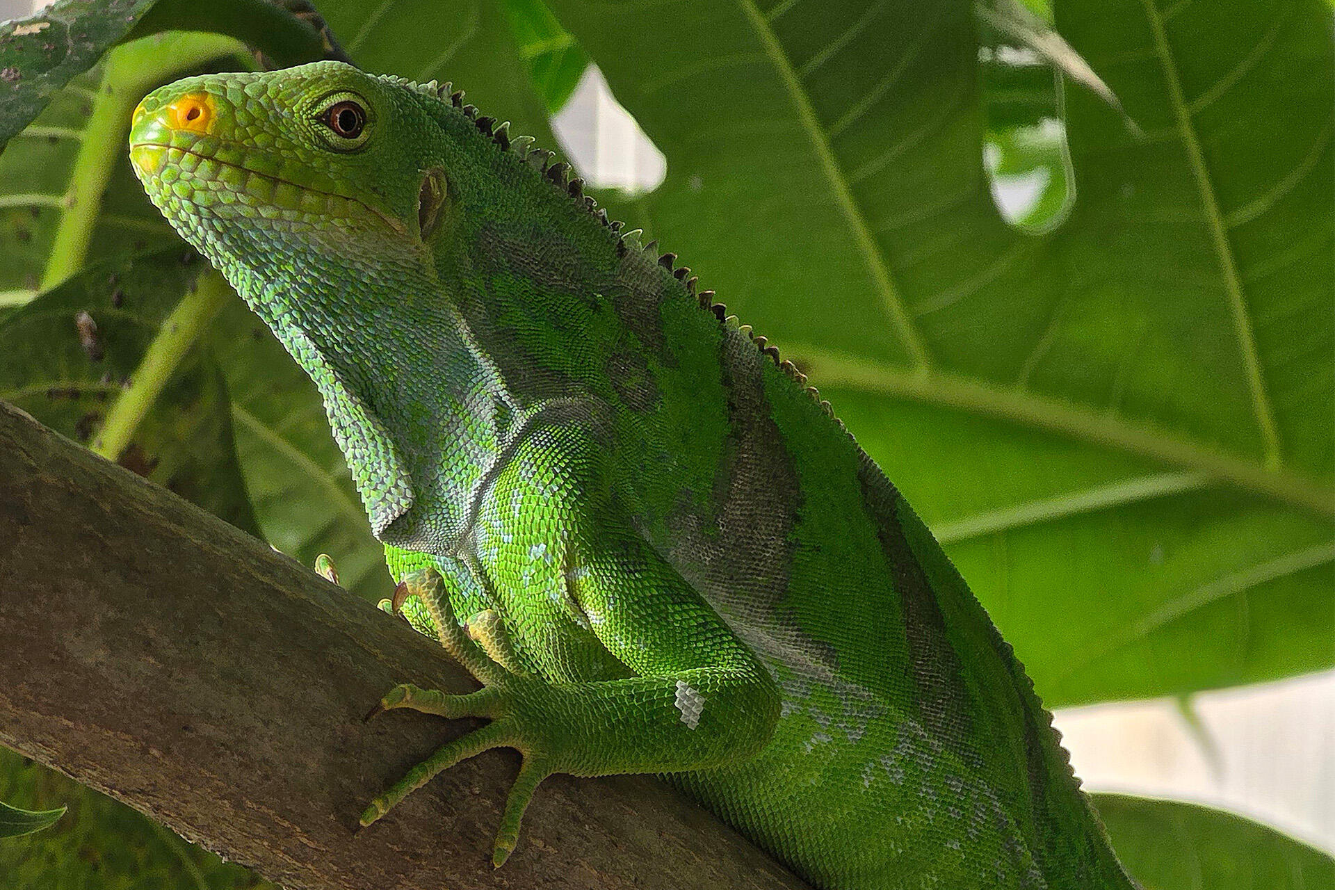 Critically endangered Fijian iguanas released onto island paradise