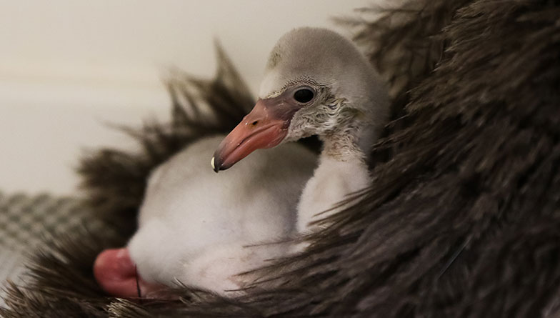 Flamingo chick hatches!