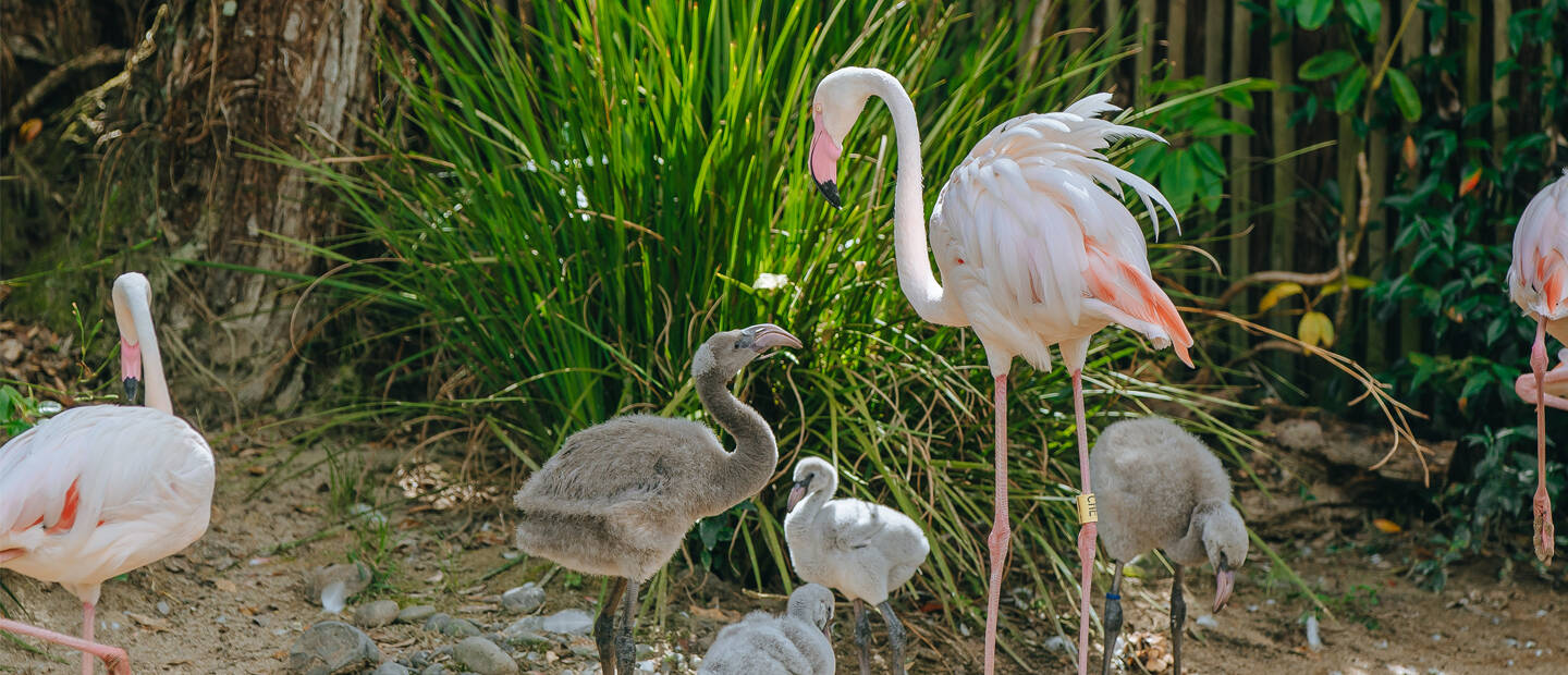 Flamingo chicks receive a health check!