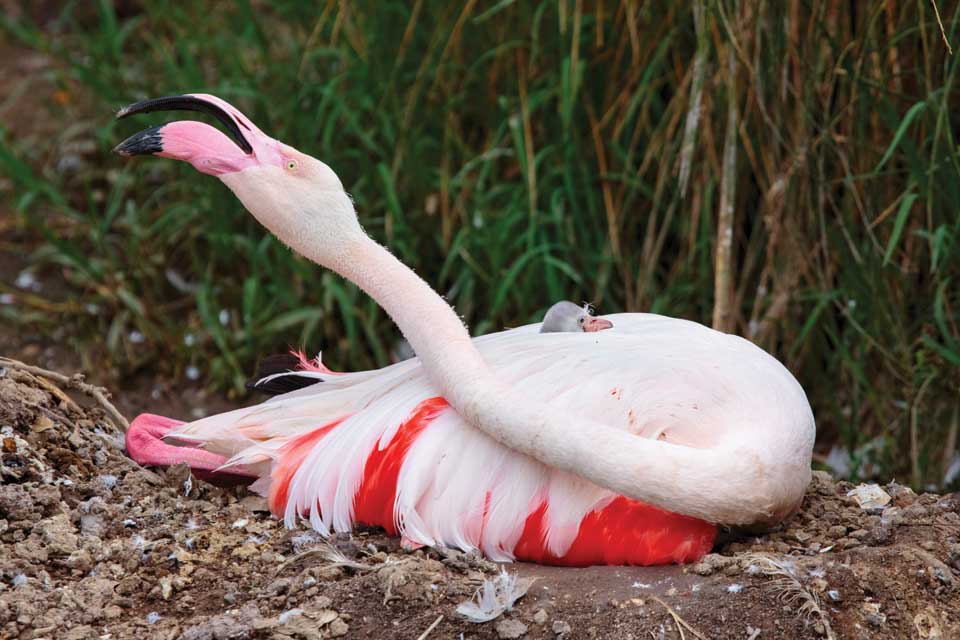 There’s a new addition to our flamingo family!