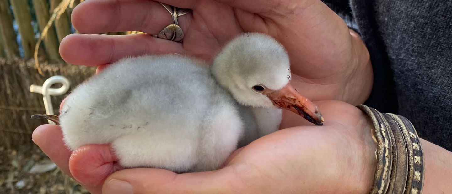 Care for Auckland Zoo's flamingo chicks & contribute to conservation!