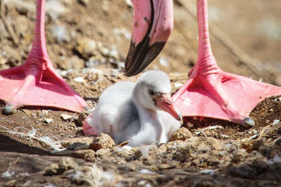Flamingo Flock’s Record Breaking January