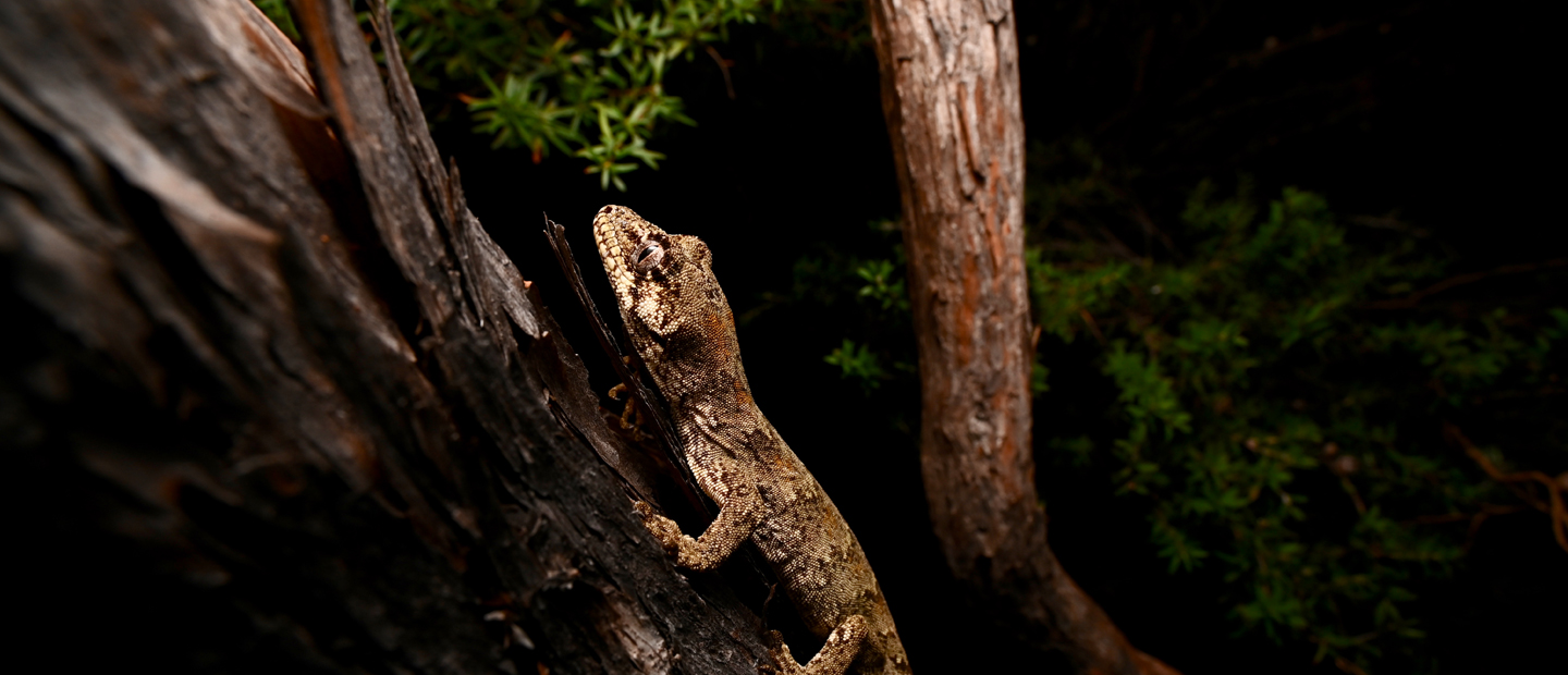 Creating an ectotherm experience in the Waitākere Ranges!
