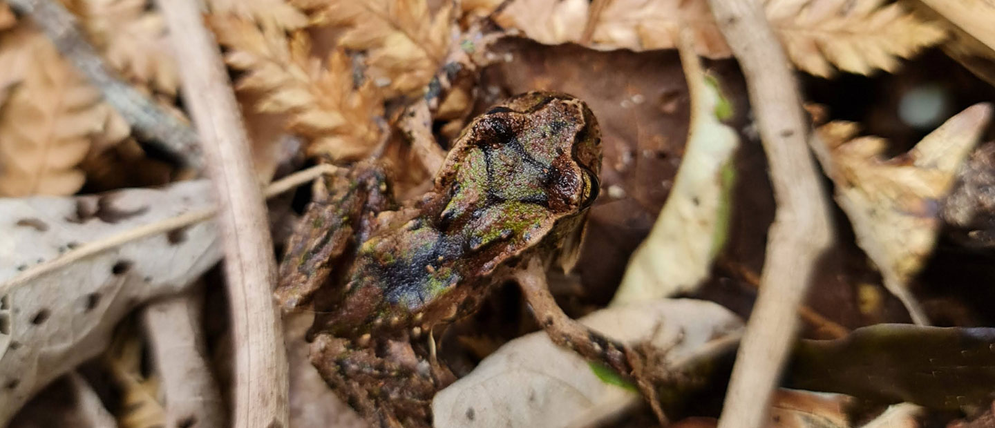 Together we’re helping some of world’s most endangered amphibians
