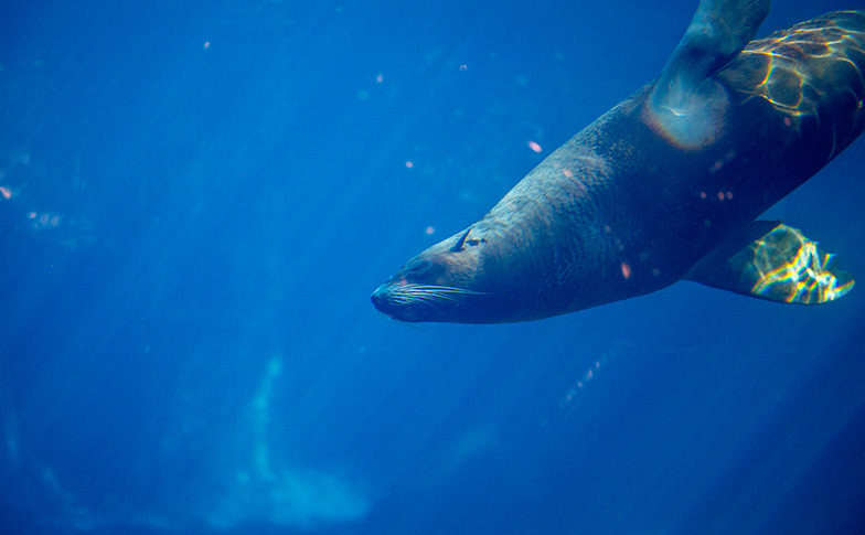 Watch Kaiako the New Zealand fur seal practise retrieval training!