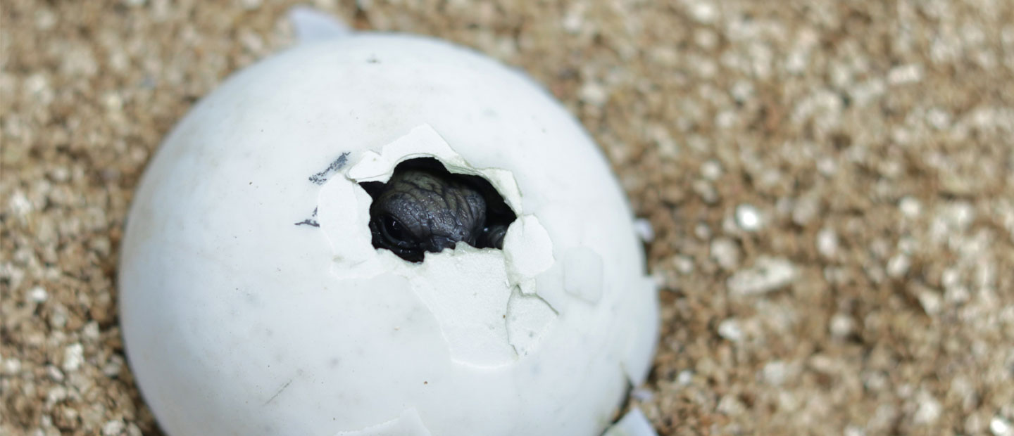 Sixth Galápagos tortoise hatches at Auckland Zoo