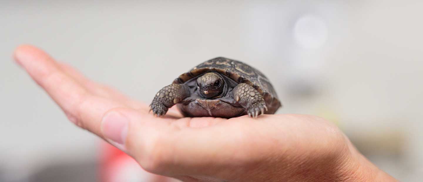 Galapagos tortoise hatchling a rare first