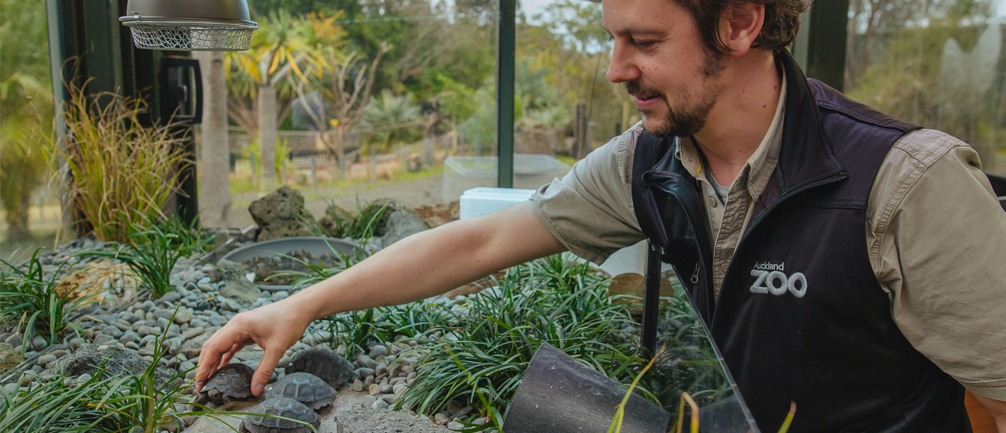 Galápagos tortoise hatchlings move into new creche!