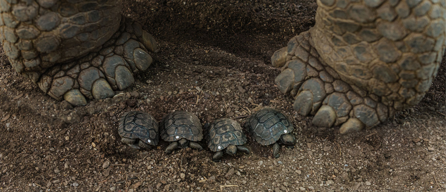 Good things take time – like breeding Galápagos tortoises